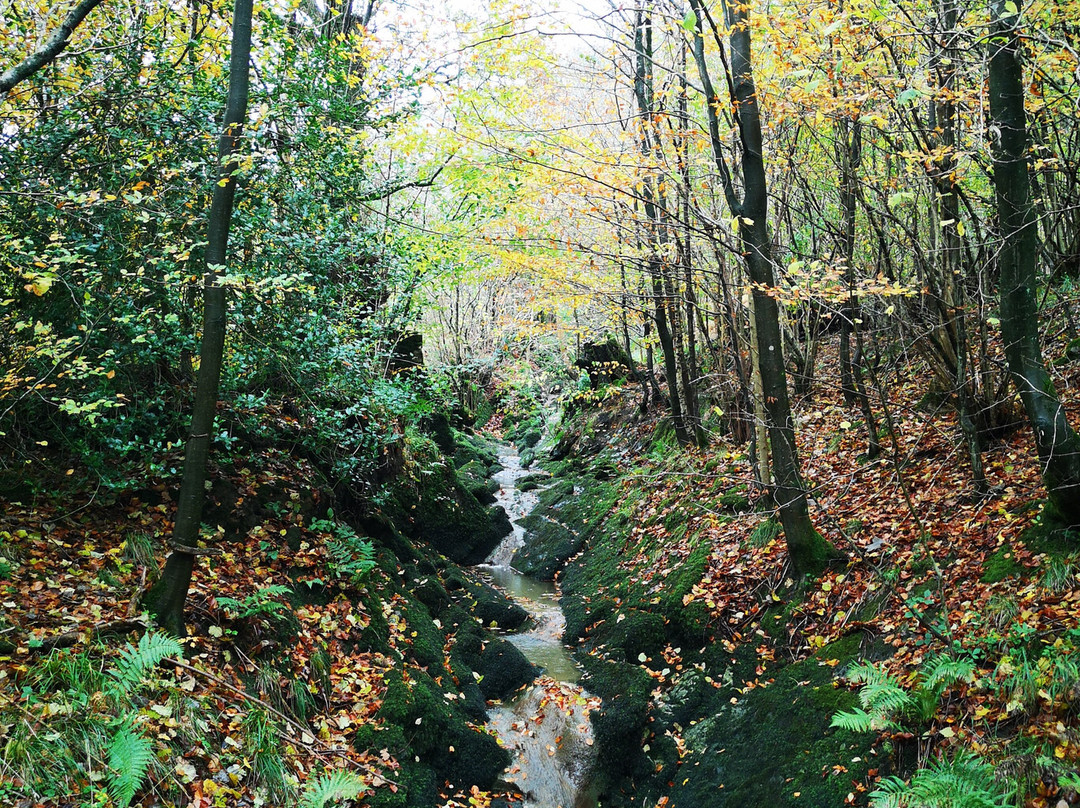 Ingleborough Estate Nature Trail景点图片