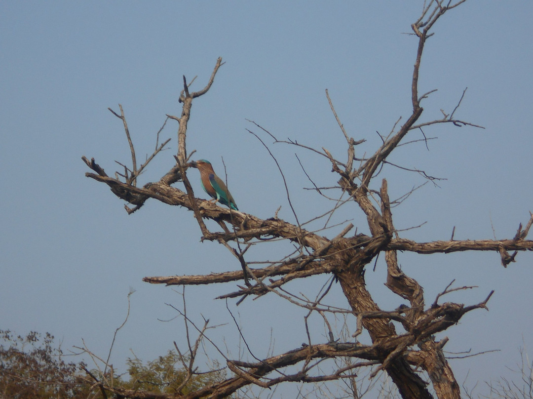 Panna Tiger Reserve景点图片