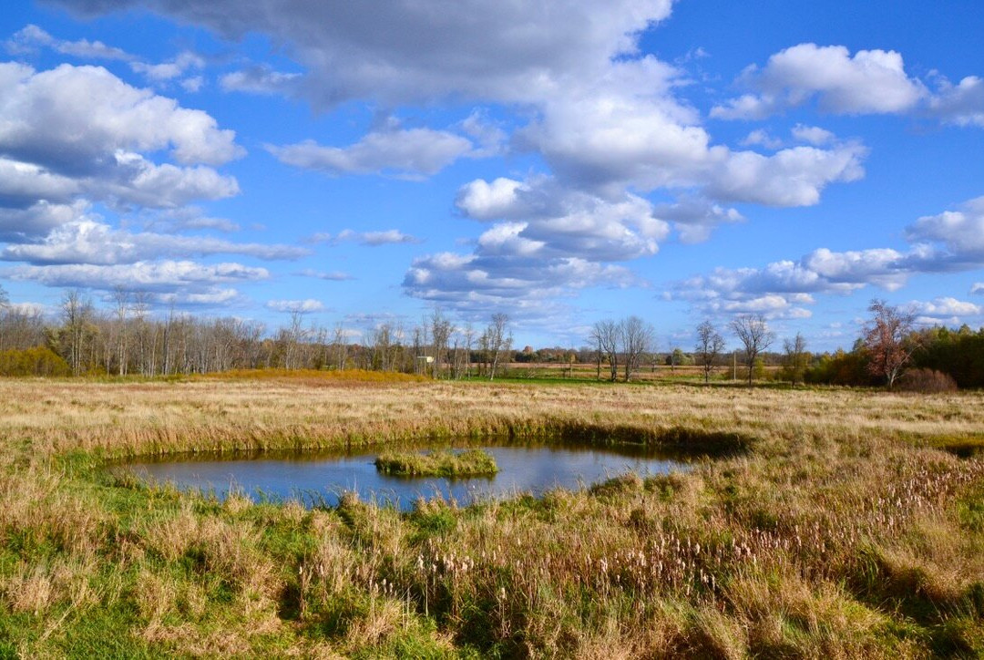 Minesing Wetlands Conservation Area景点图片