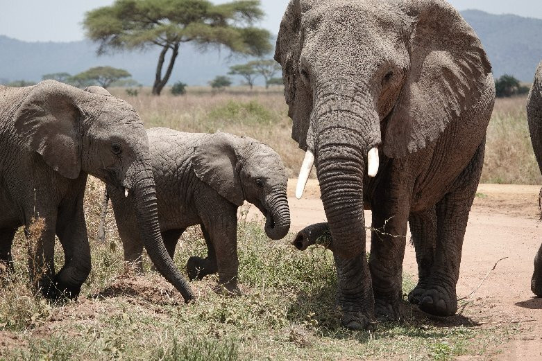Arusha Fortes Limited-阿鲁沙必去景点