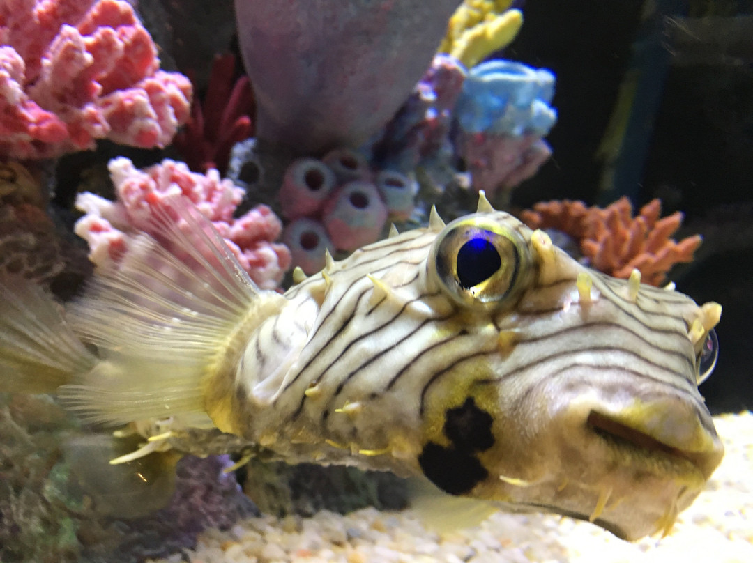 Alabama Aquarium at the Dauphin Island Sea Lab景点图片