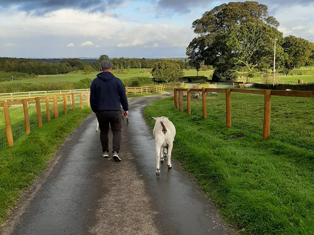 Low Gingerfield Farm B&B主图