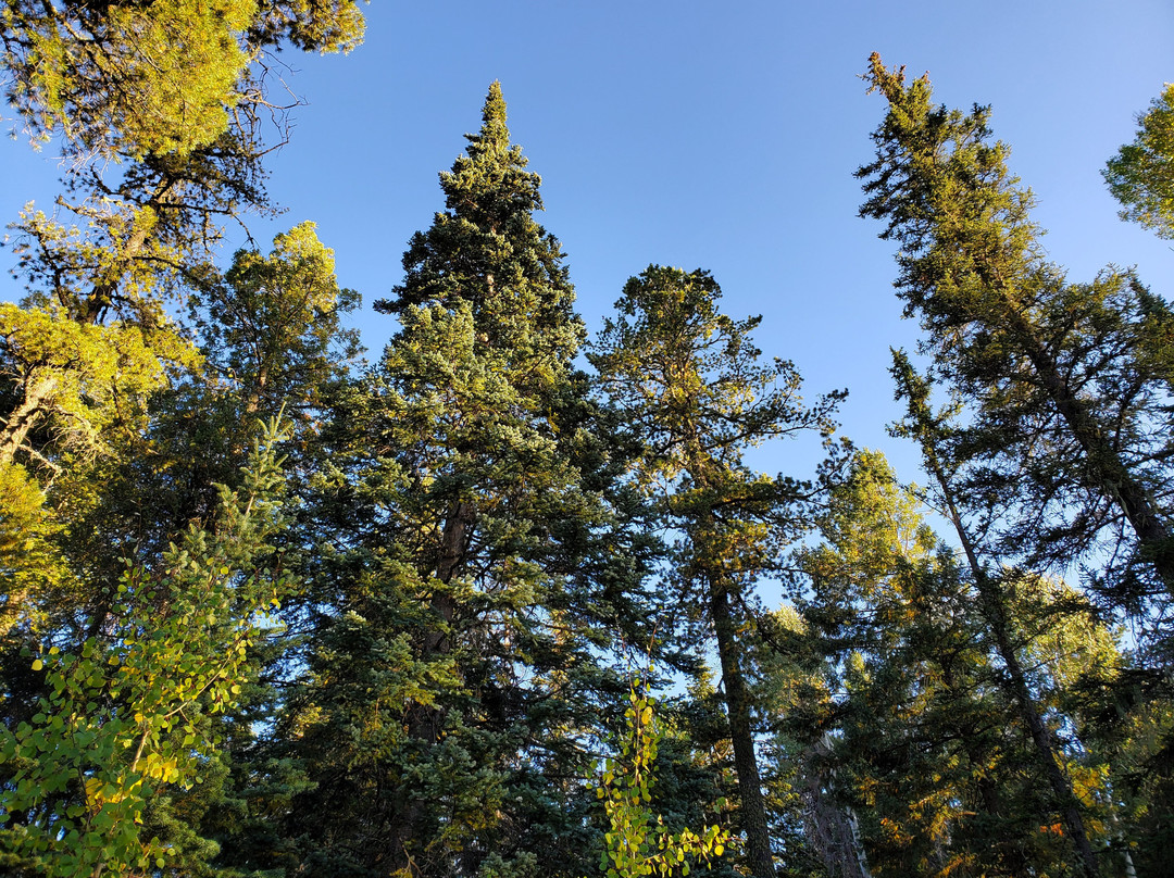 Hannagan Meadow Lodge主图