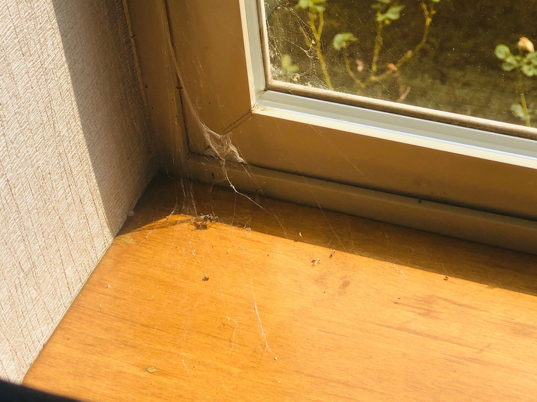 Best Western Windsor Inn主图