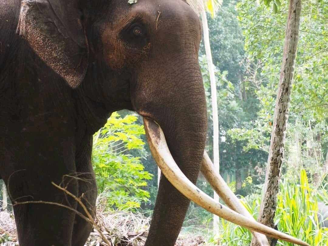 pinnawala elephant orphanage景点图片