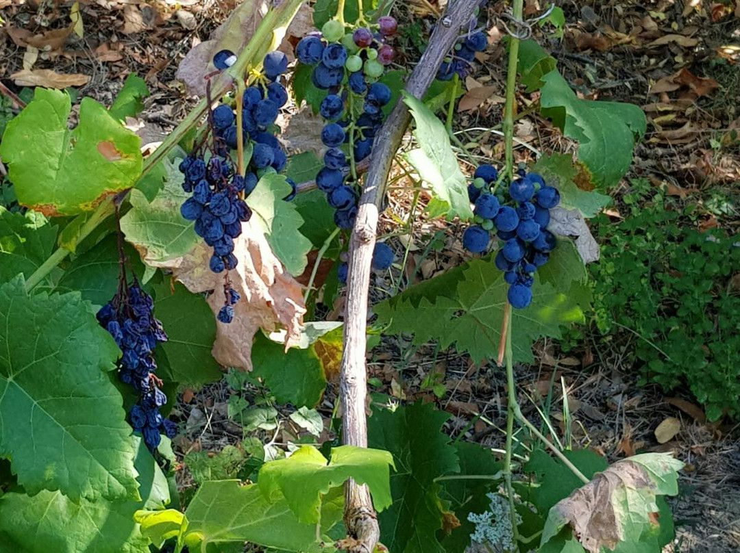 Agriturismo La Turritella主图