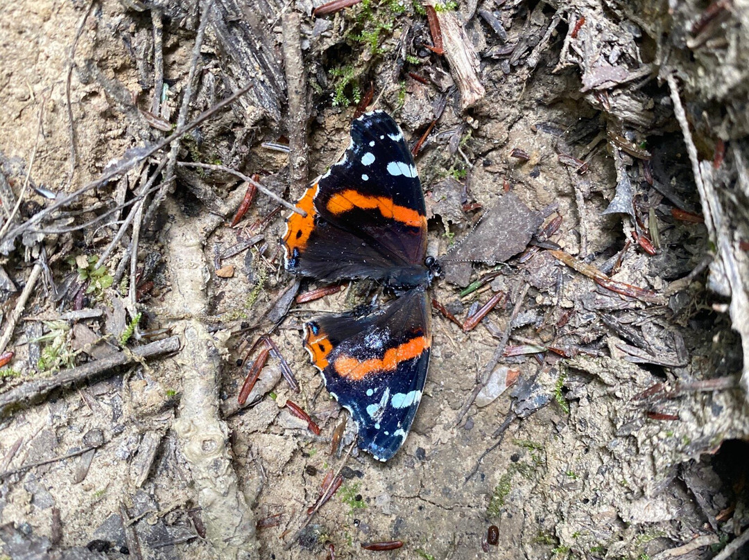 Flat Lick Falls-Gray Hawk必去景点