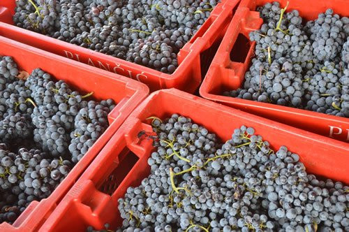Vinarija Braca Plancic景点图片