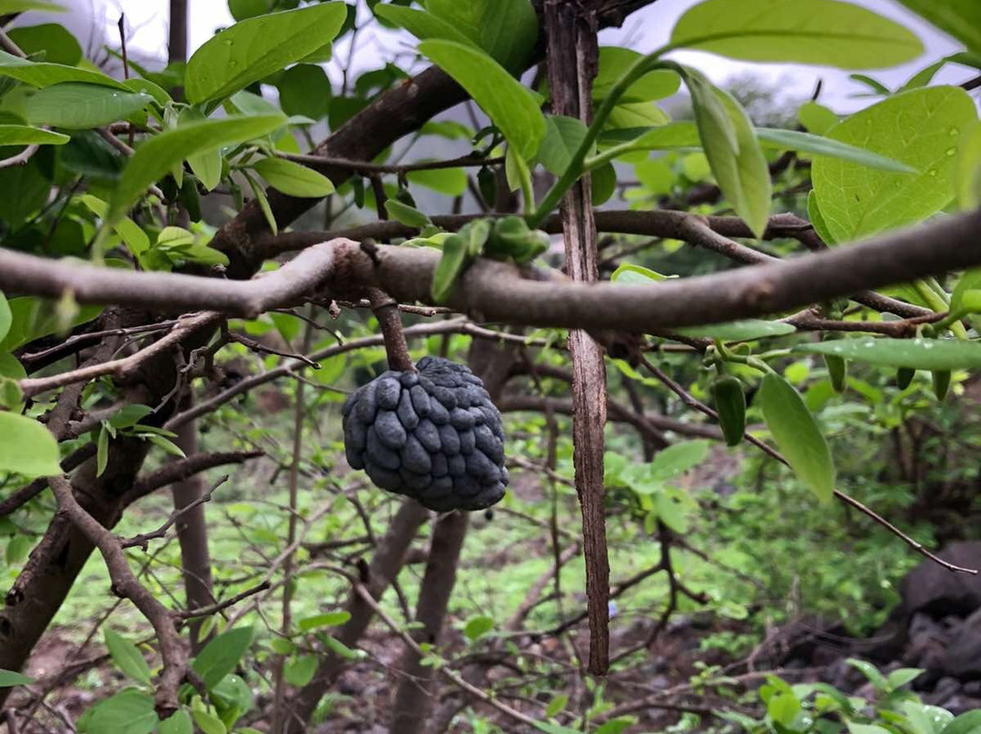 ELDS TOURS                            viaje mais leve, melhores preços, melhores férias-Assomada必去景点