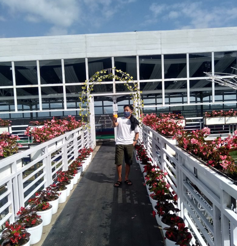Celosia Flower Garden景点图片