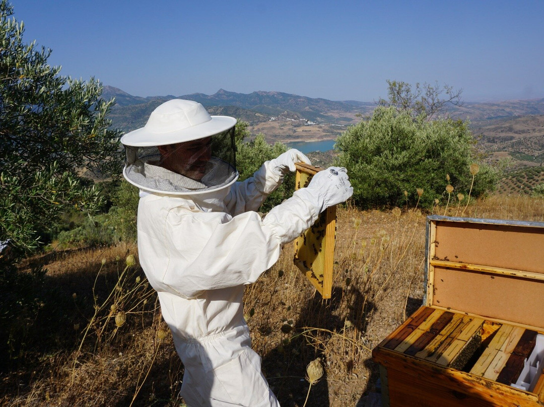 Ladrón de Miel - the Honeythief景点图片