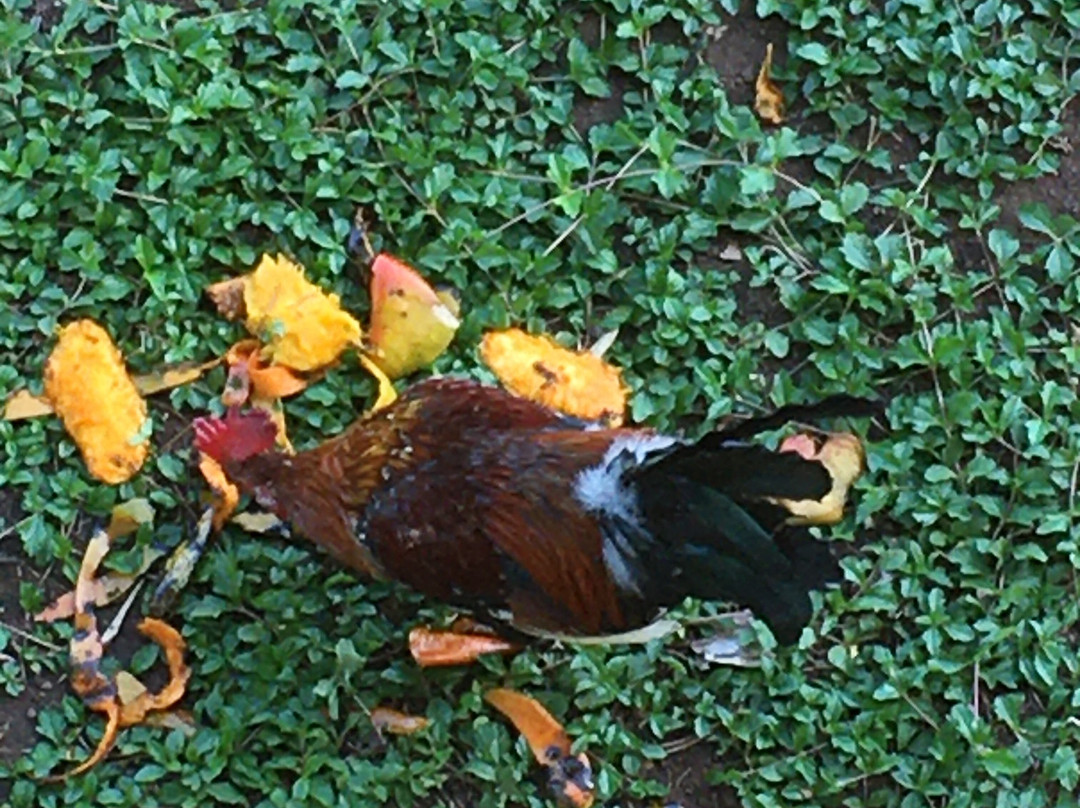 Pension Kanahau主图