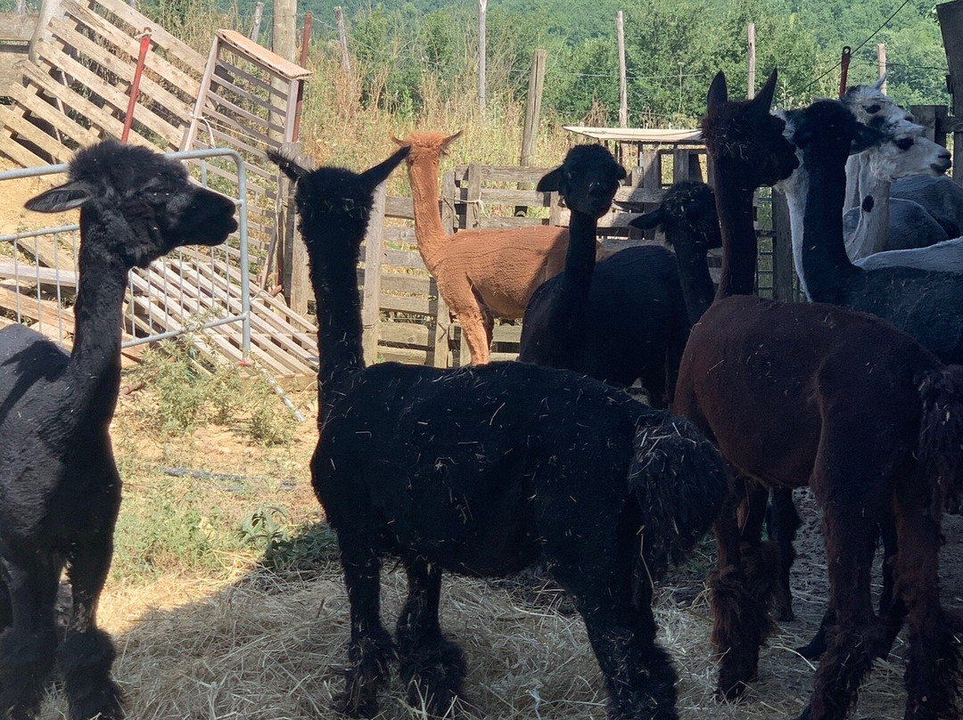 La Valle degli Alpaca Farm景点图片