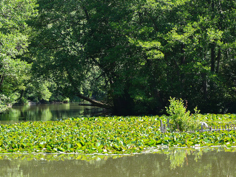Gobions Wood Nature Reserve