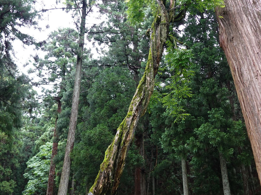 Kasuga Shrine-本巢市必去景点
