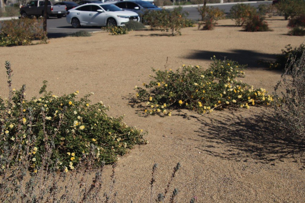 Miles Ave Park Coachella-印第奥必去景点