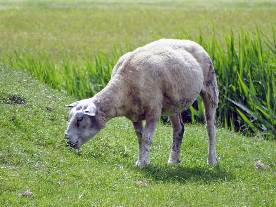 Ronde Hoep Polder景点图片