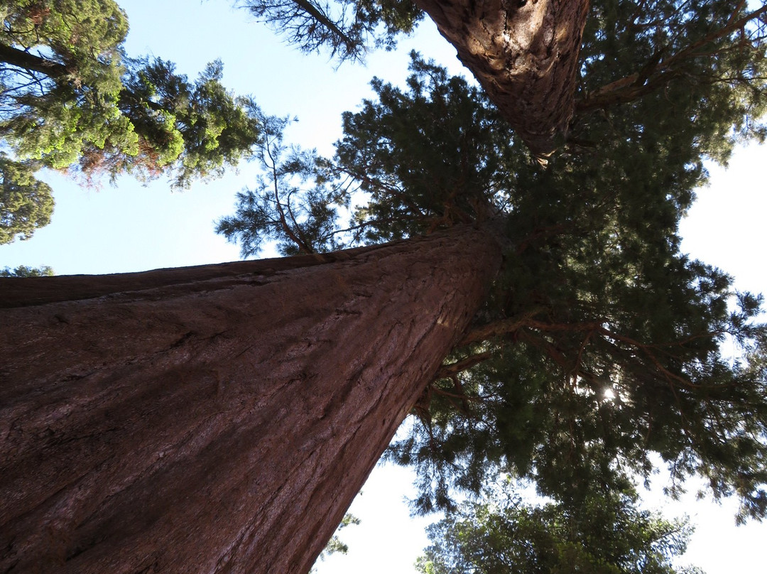 General Sherman Tree-红杉&国王峡谷国家公园必去景点