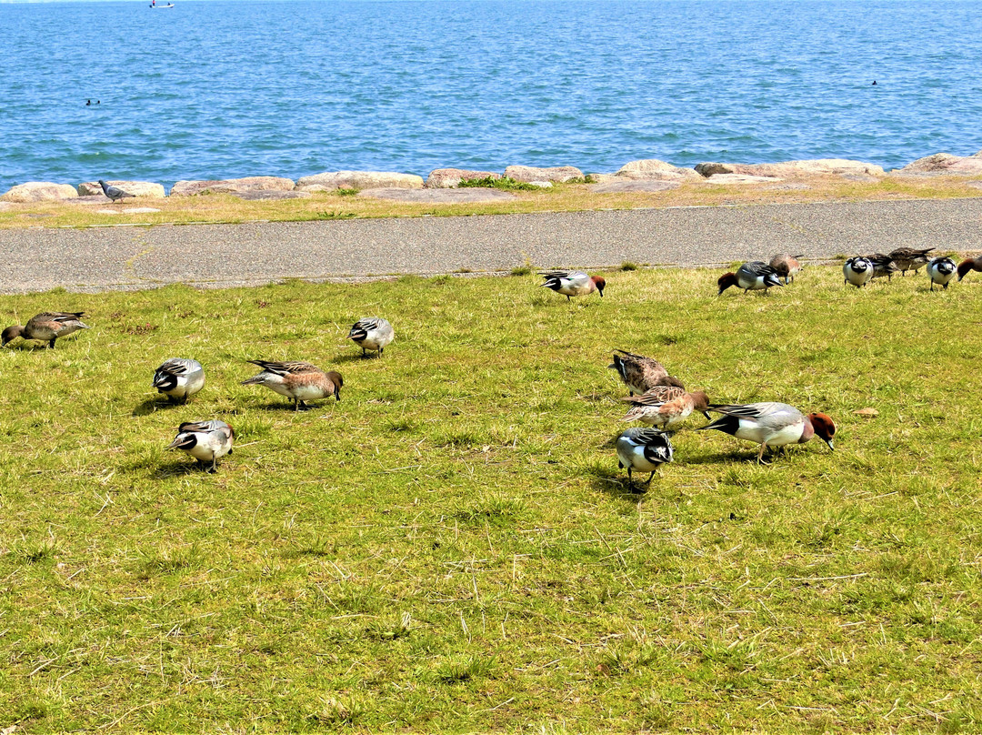 Otsu Lakeside Nagisa Park景点图片
