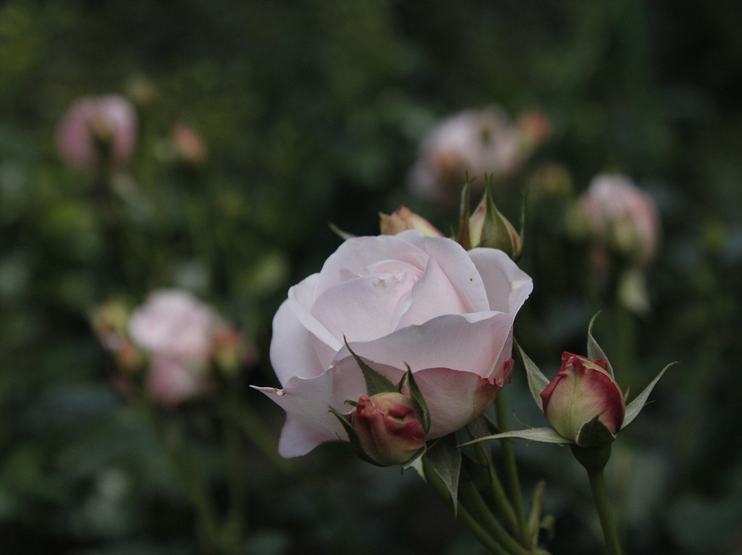Flower Park Kagoshima-指宿市必去景点
