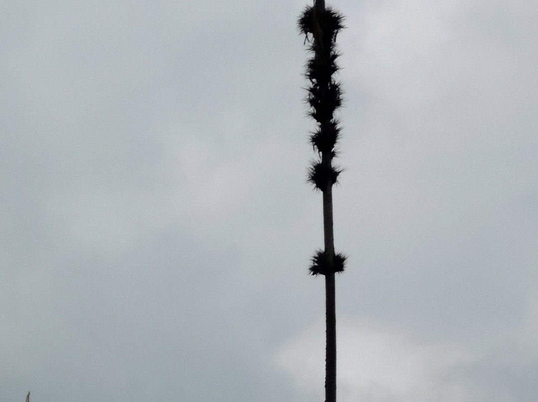 Valle del Cocora-萨伦托必去景点