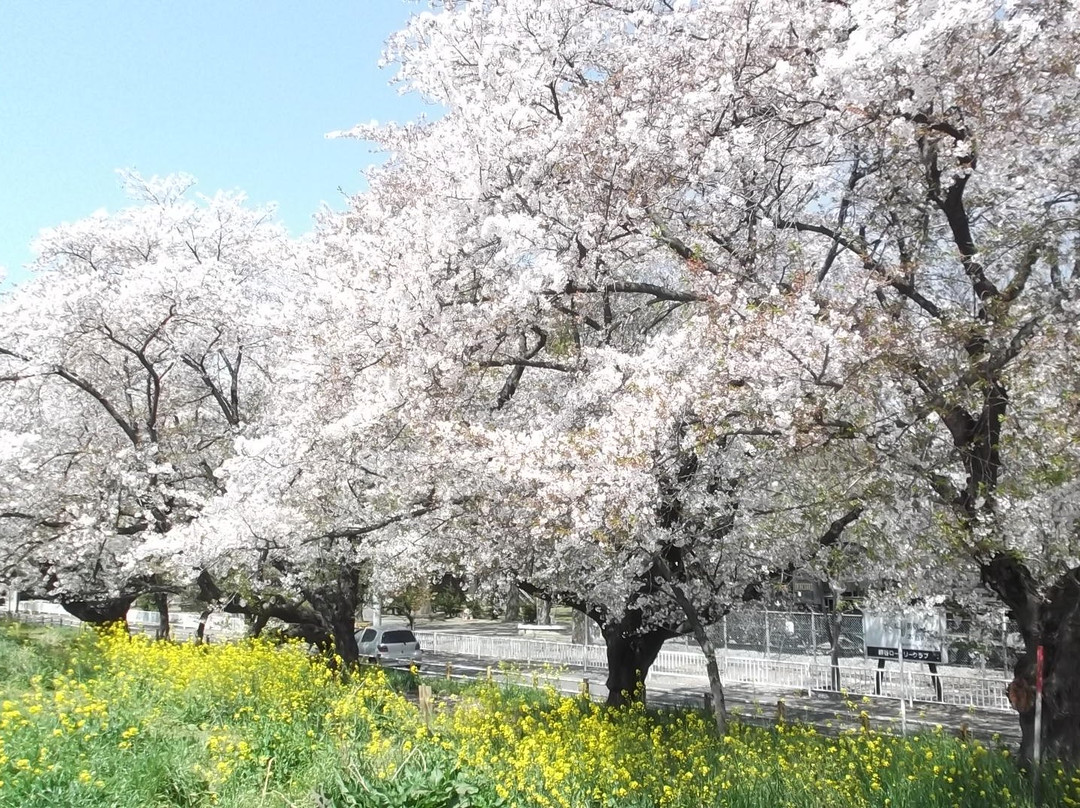 Kumagaya Sakura Tsutsumi-熊谷市必去景点