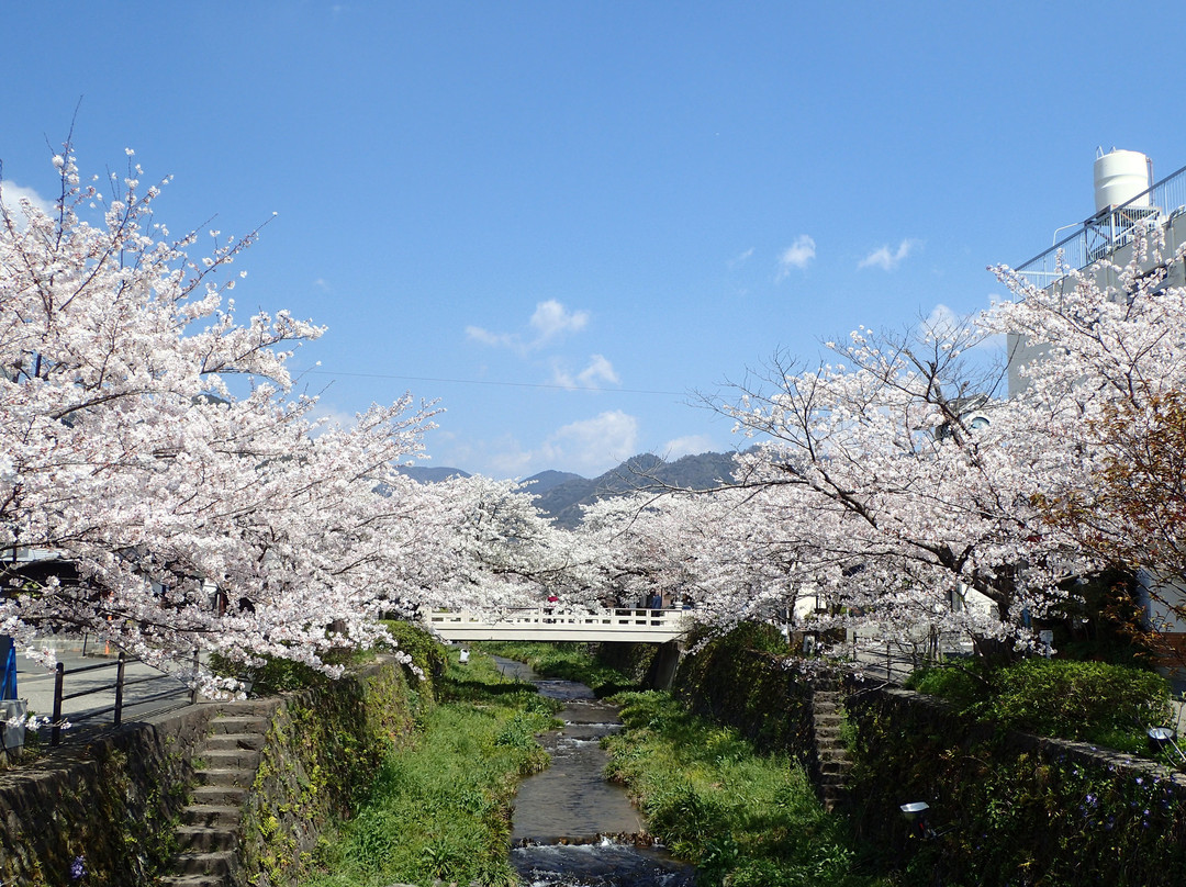 Ichinosaka River Cherry Blossoms景点图片