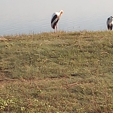 乌达瓦拉维国家公园-乌达瓦拉维国家公园必去景点