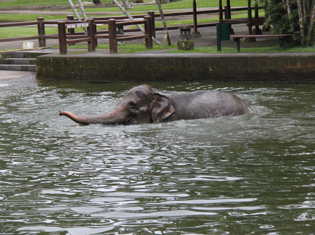 Bali Elephant Park景点图片