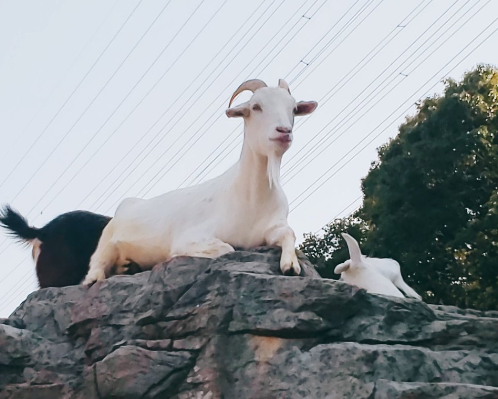 Itozu no Mori Zoological Park-北九州市必去景点