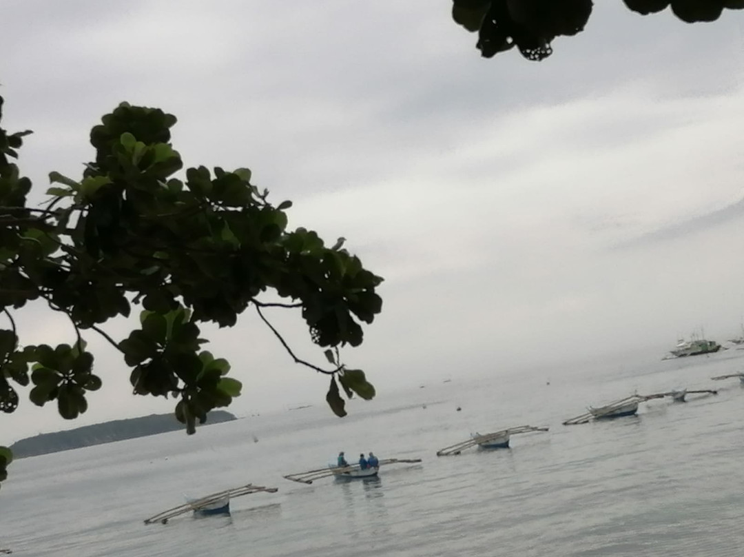 Whalesharks on Wheels景点图片