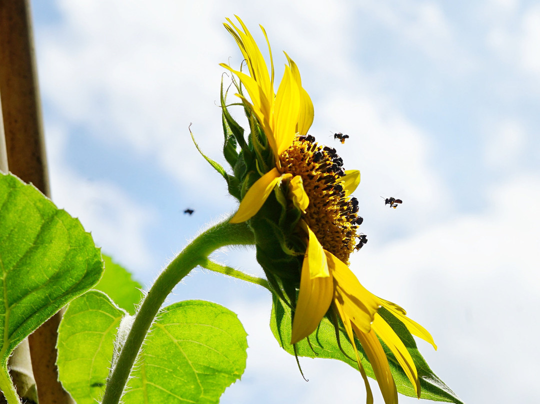 Little Bee's Secret Garden景点图片