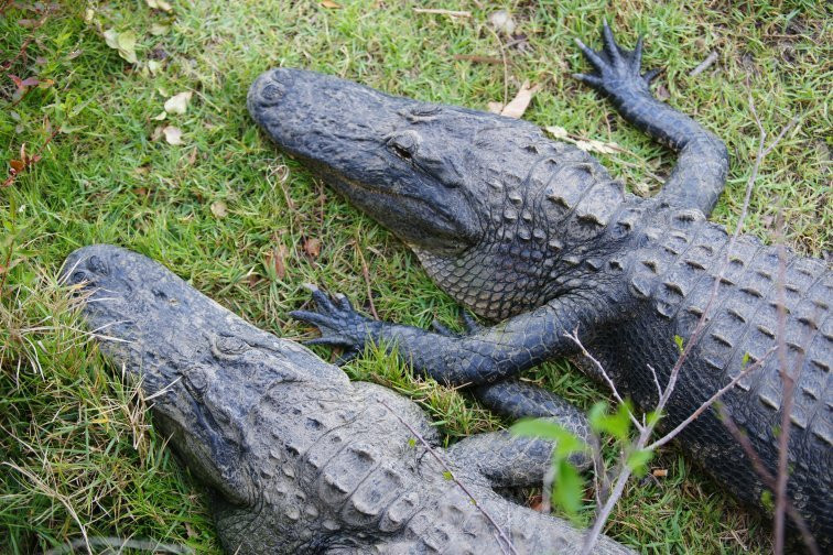 Big Cypress Oasis Visitor Center-奥乔皮必去景点