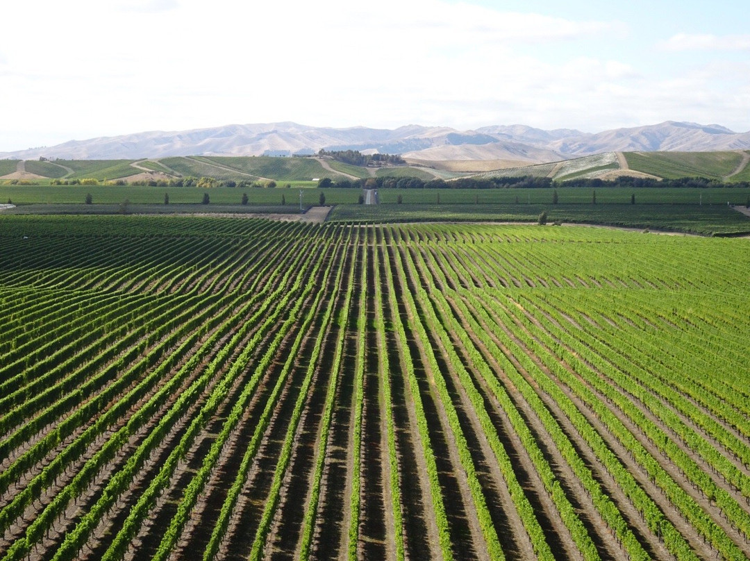 Discovery Wine Tours-布伦海姆必去景点