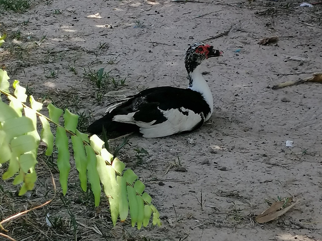 Yao Island Resort and Farm主图