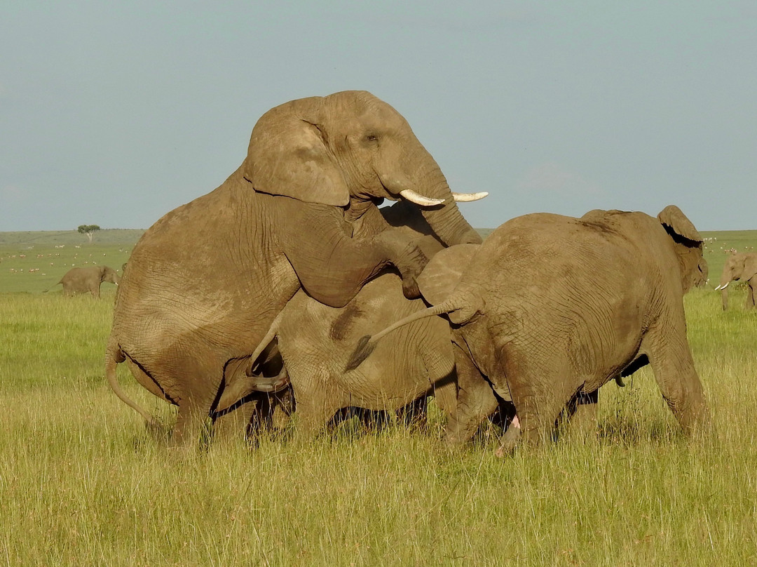 Musiara Swamp-马赛马拉国家野生动物保护区必去景点