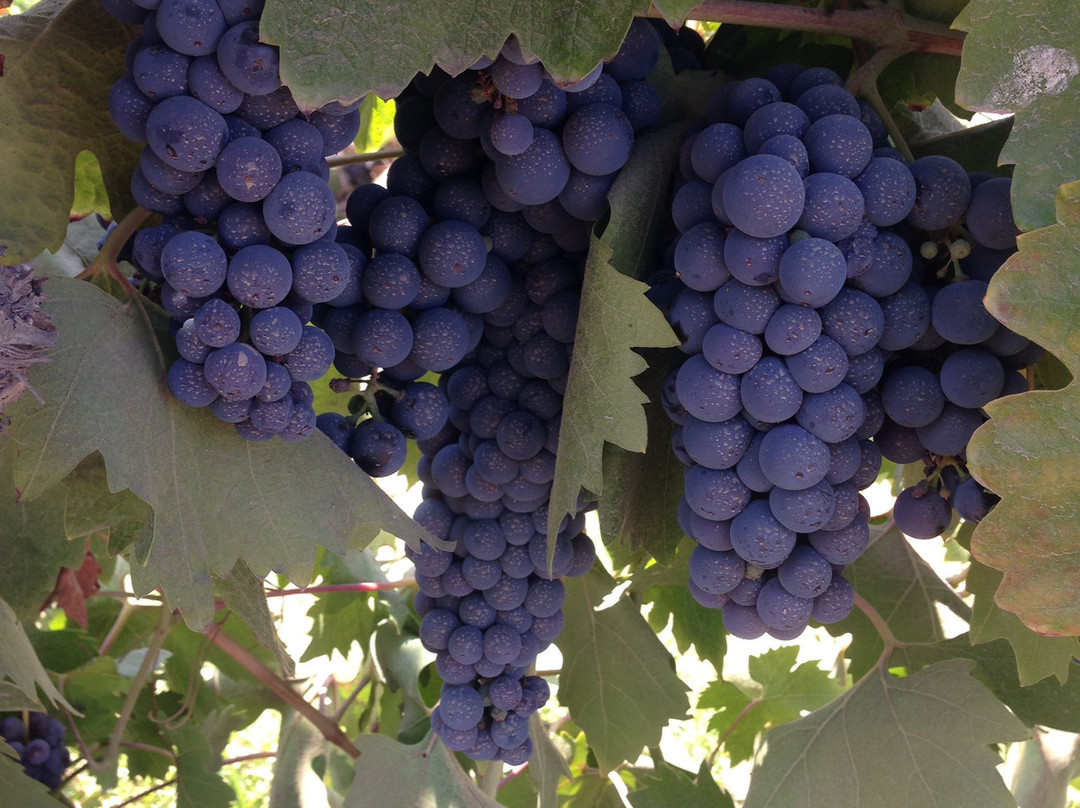 Vina TerraMater-Isla de Maipo必去景点