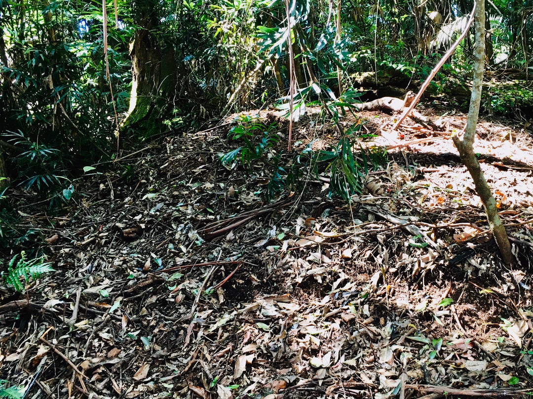 Tamborine National Park景点图片
