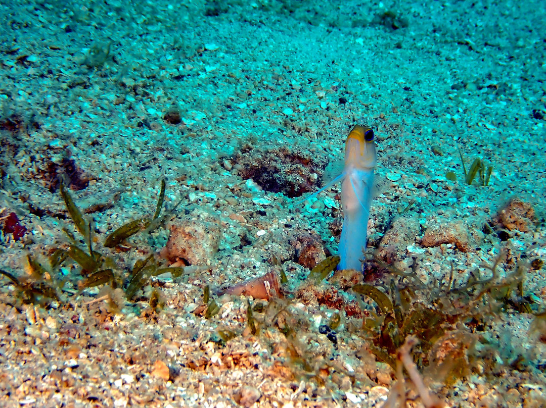 La Dive Bouteille - Plongees des Saintes-Terre-de-Haut必去景点