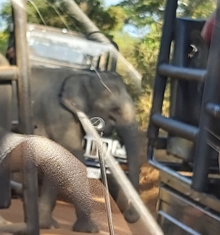 Yala Safari Holidays - Private Game Drives-雅拉国家公园必去景点