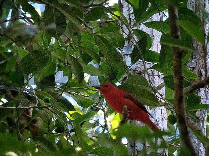 Ka'an Expeditions - Day Tours-卡拉克穆尔必去景点