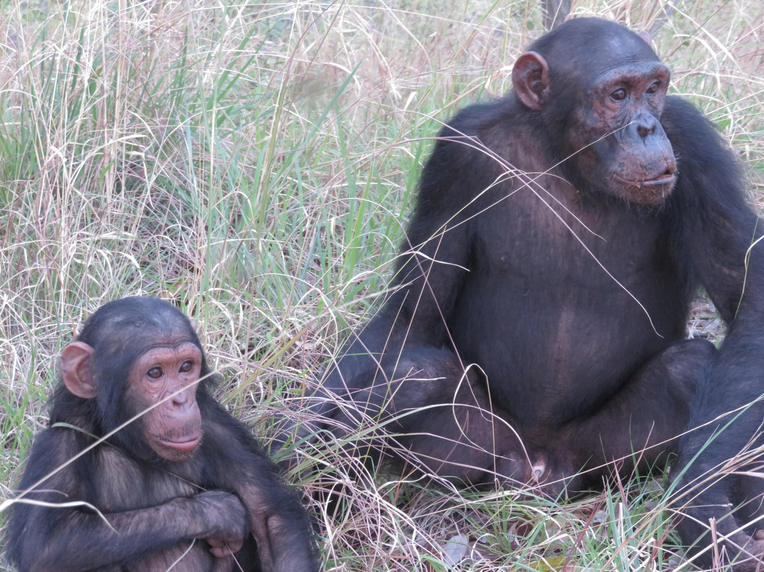 WE CAB TOURS & SAFARIS-Kigoma必去景点