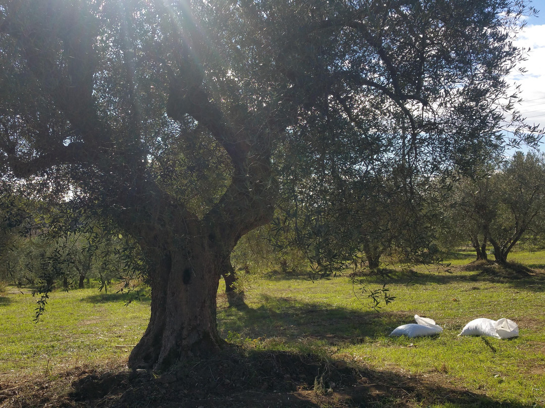 Toleo Halkidiki Olive Grove景点图片