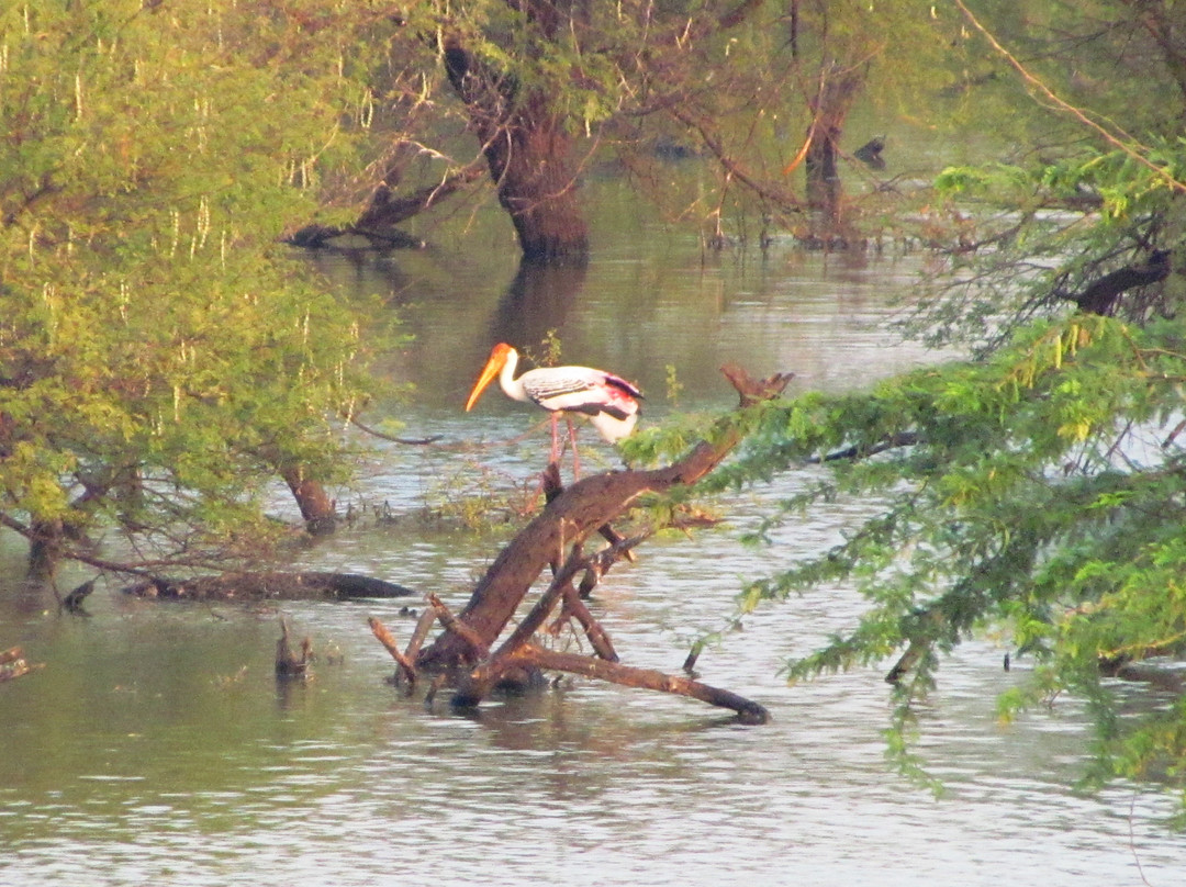 Koonthankulam Bird Sanctuary景点图片