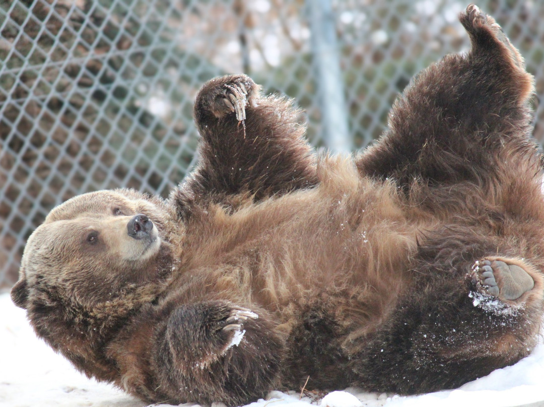 犹他州霍格尔动物园