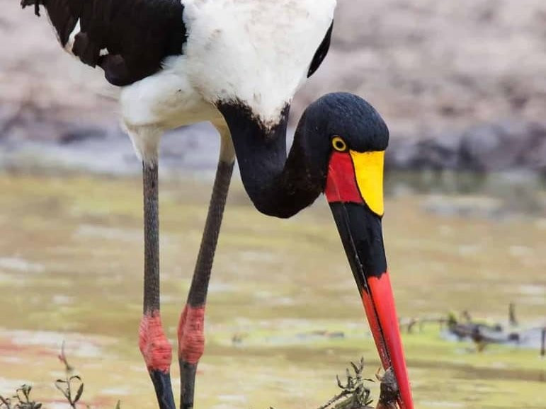 Murchison Falls-Murchison Falls National Park必去景点