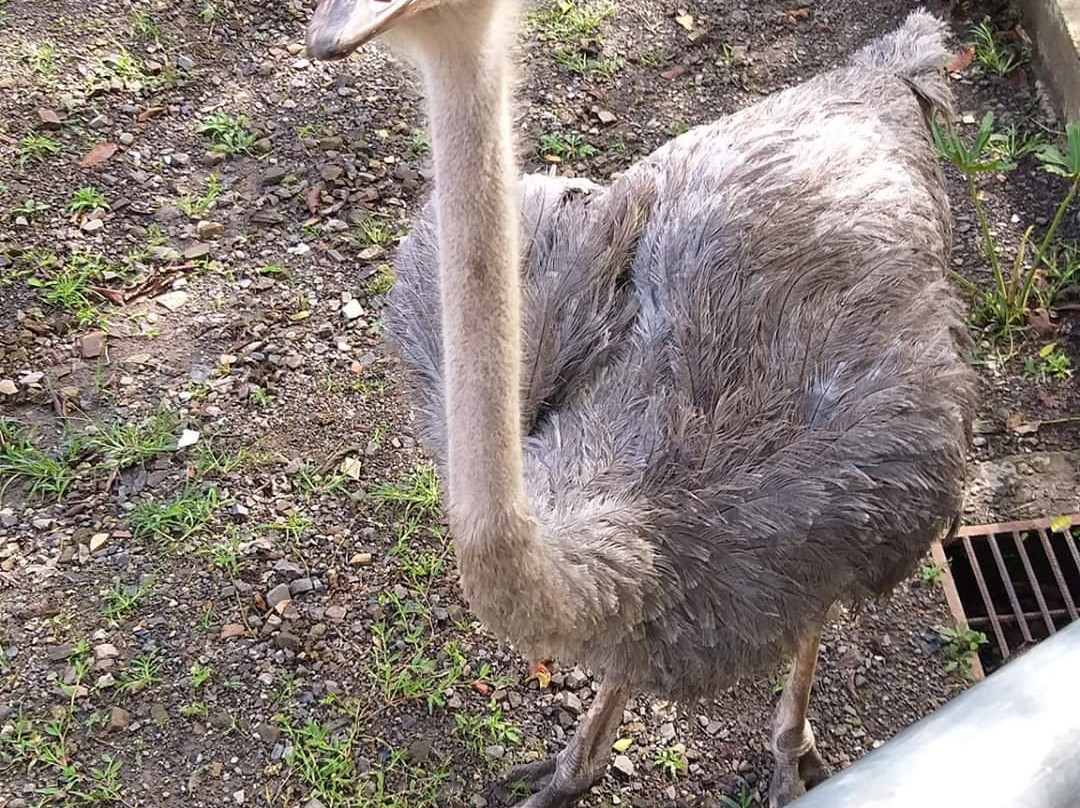 Granja Extrema主图