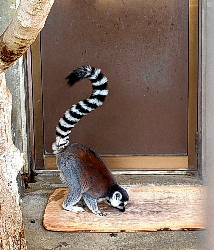 Ageo Maruyama Park Small Zoo景点图片