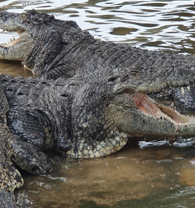 Teluk Sengat Crocodile Farm-哥打丁宜必去景点