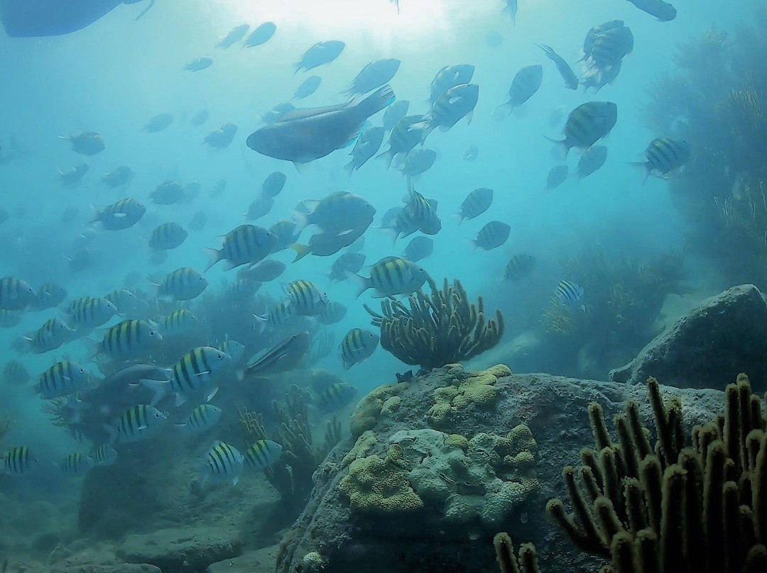 Bigfish Scuba-圣玛尔塔必去景点